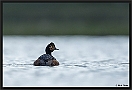 Geoorde fuut, Black-necked Grebe, Podiceps nigricollis Location: Twente, the Netherlands geoorde fuut D2 1876 kopie